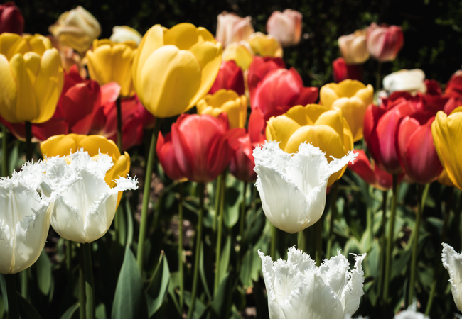 Best Places to See Spring Blooms in University Circle