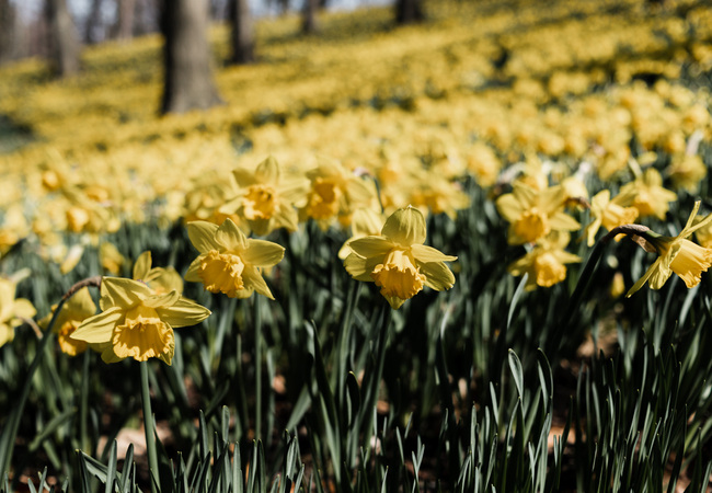Best Places to See Spring Blooms in University Circle
