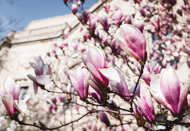 Best Places to See Spring Blooms in University Circle