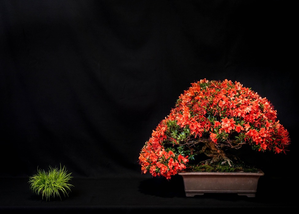 Cleveland Bonsai Club Spring Show
