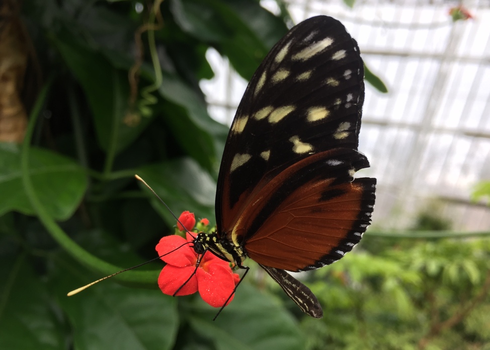 Orchids Forever with Return of the Butterflies