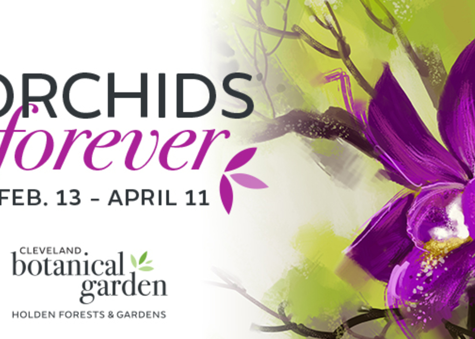 Orchids Forever