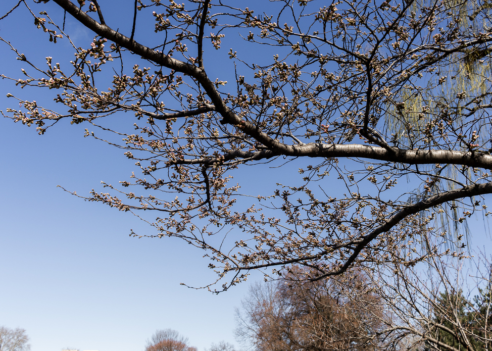 University Circle Spring Blooms Tracker 2026