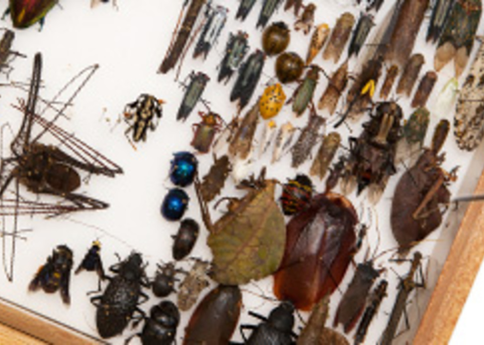 Discovery Day: Free Museum admission on Martin Luther King Jr. Day