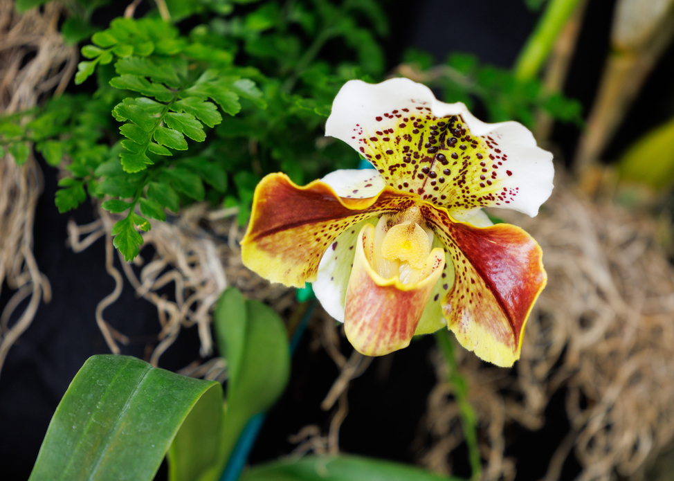 Greater Cleveland Orchid Society Show & Sale