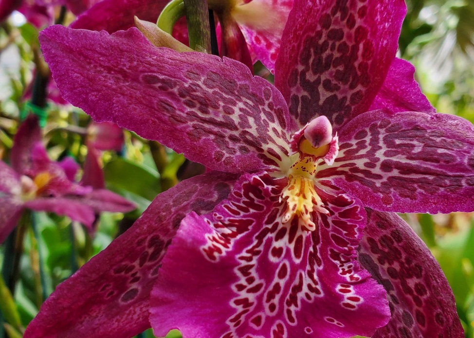 Orchids on the Edge: Conservation in a Changing World 