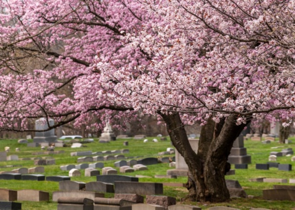 Lake View in Bloom Trolley Tour