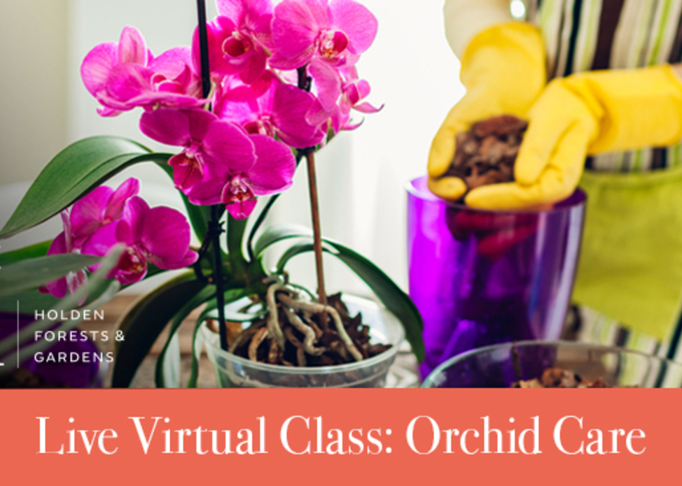 Orchid Care Class 