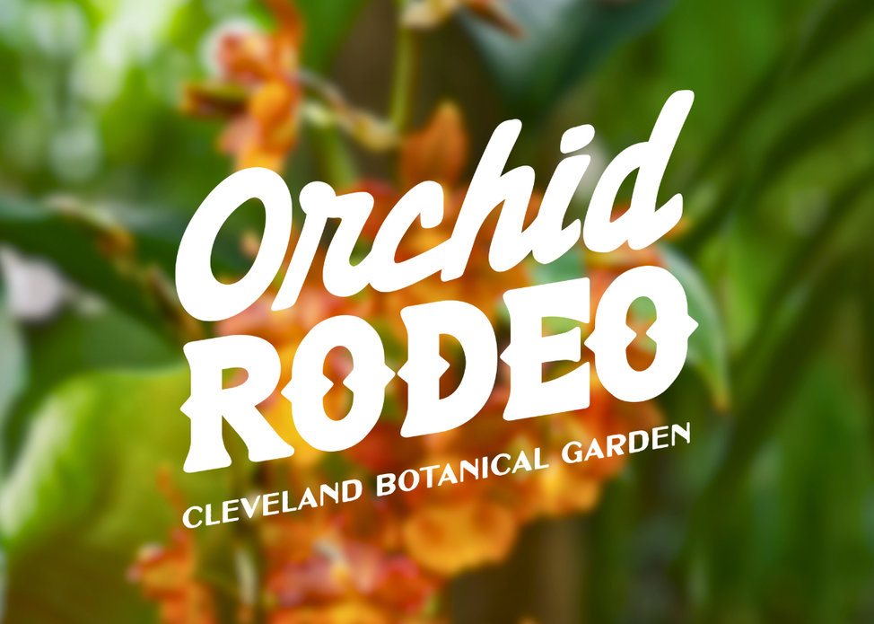 Orchid Rodeo