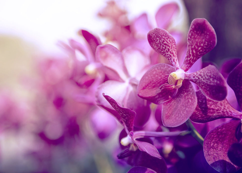 Orchids Forever
