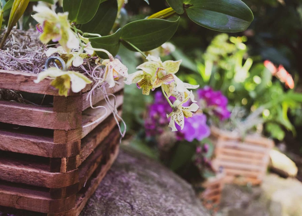 Greater Cleveland Orchid Society Orchid Show and Sale | University