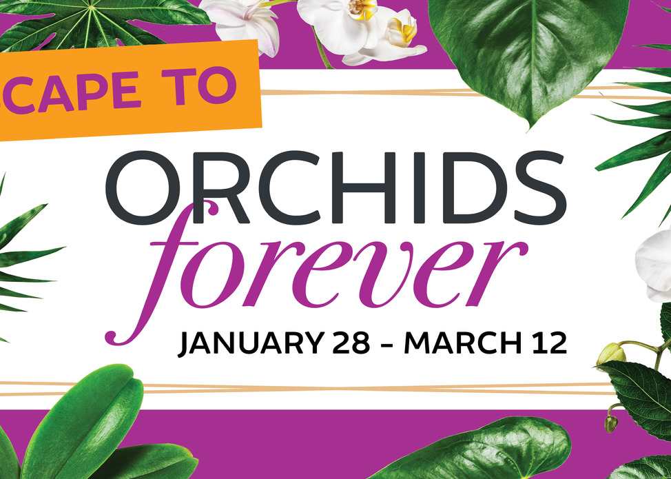 Orchids Forever