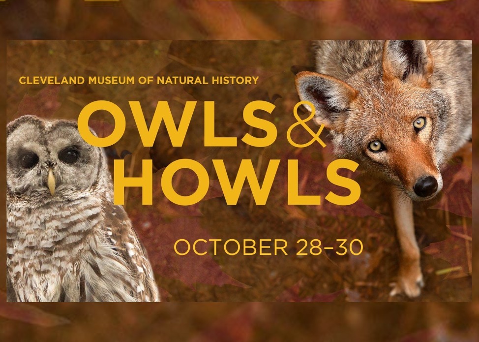 Owls & Howls