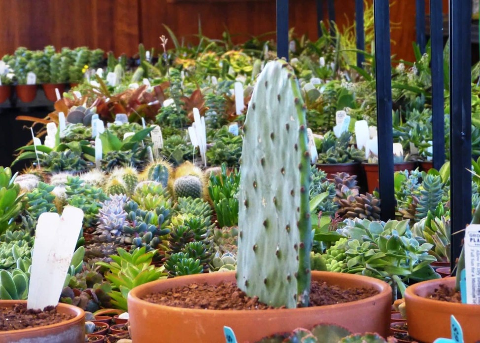 Midwest Cactus & Succulent Society Show and Sale