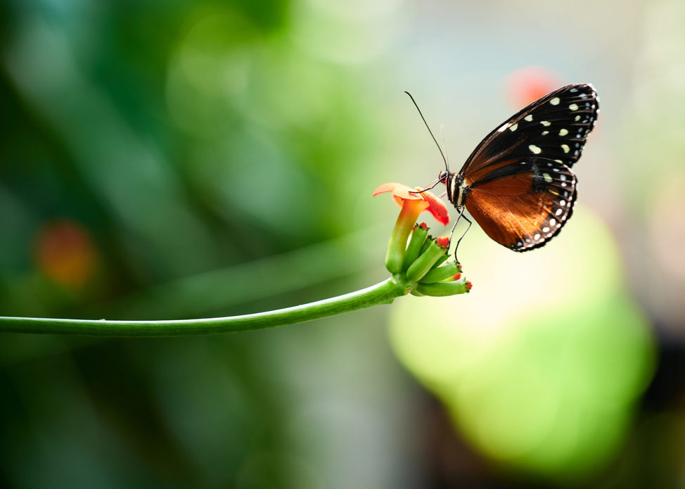 Return of the Butterflies