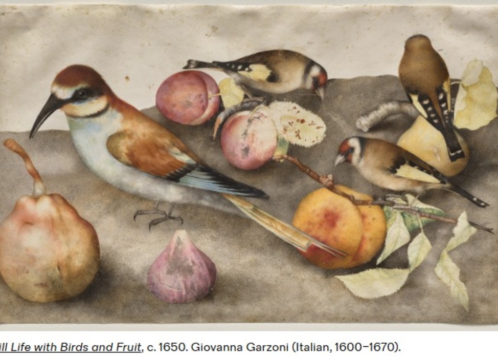 Women Artists in Europe Before 1800: Maria Sibylla Merian and Giovanna Garzoni