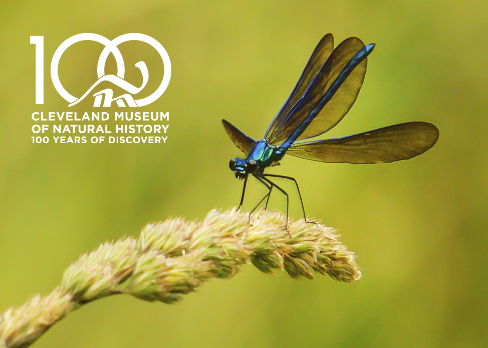 Natural Areas Field Trip: A Ramble at Sawdust