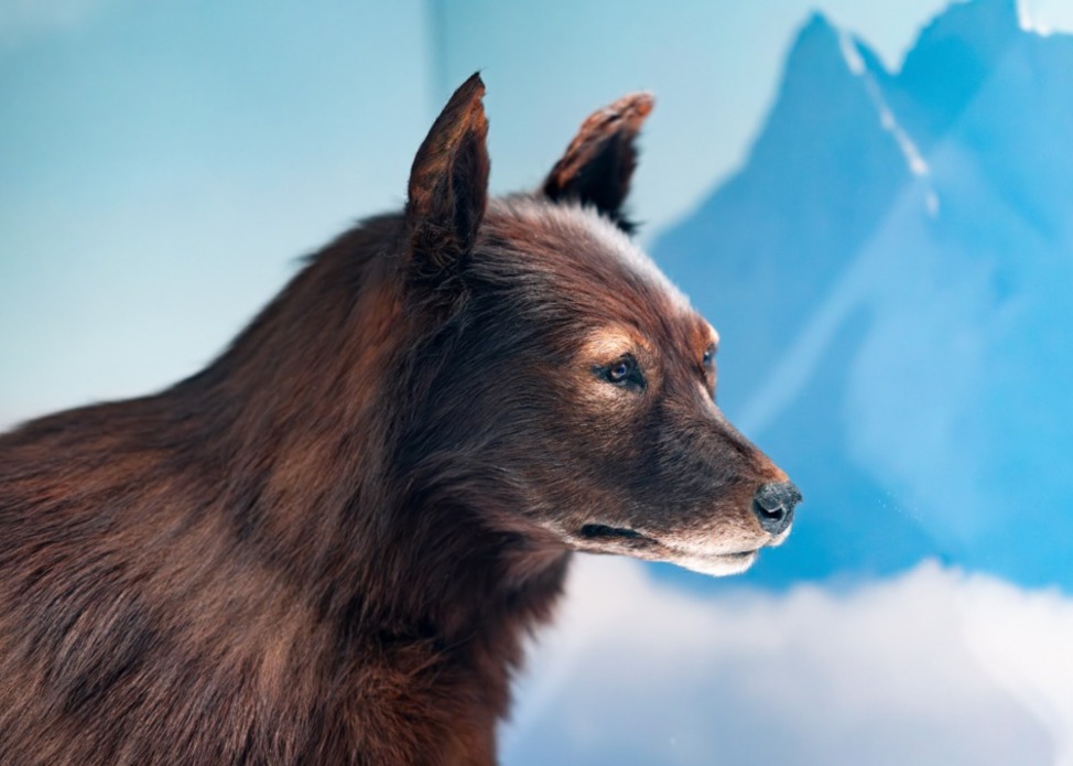 Balto Family Weekend