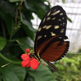 Orchids Forever with Return of the Butterflies