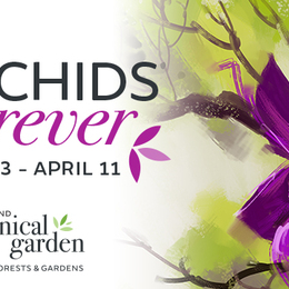 Orchids Forever