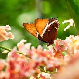 Return of the Butterflies