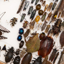 Discovery Day: Free Museum admission on Martin Luther King Jr. Day