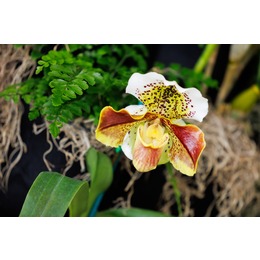 Greater Cleveland Orchid Society Show & Sale