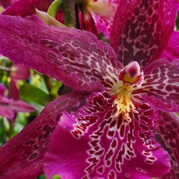 Orchids on the Edge: Conservation in a Changing World 