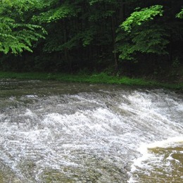 Natural Areas Field Trip: A Foray at Floyd 