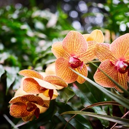 Greater Cleveland Orchid Society Show and Sale