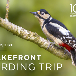 Lakefront Birding Trip