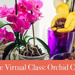 Orchid Care Class 