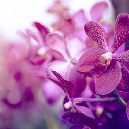 Orchids Forever