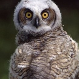 Owl Prowl 
