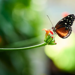 Return of the Butterflies