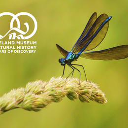 Natural Areas Field Trip: A Ramble at Sawdust