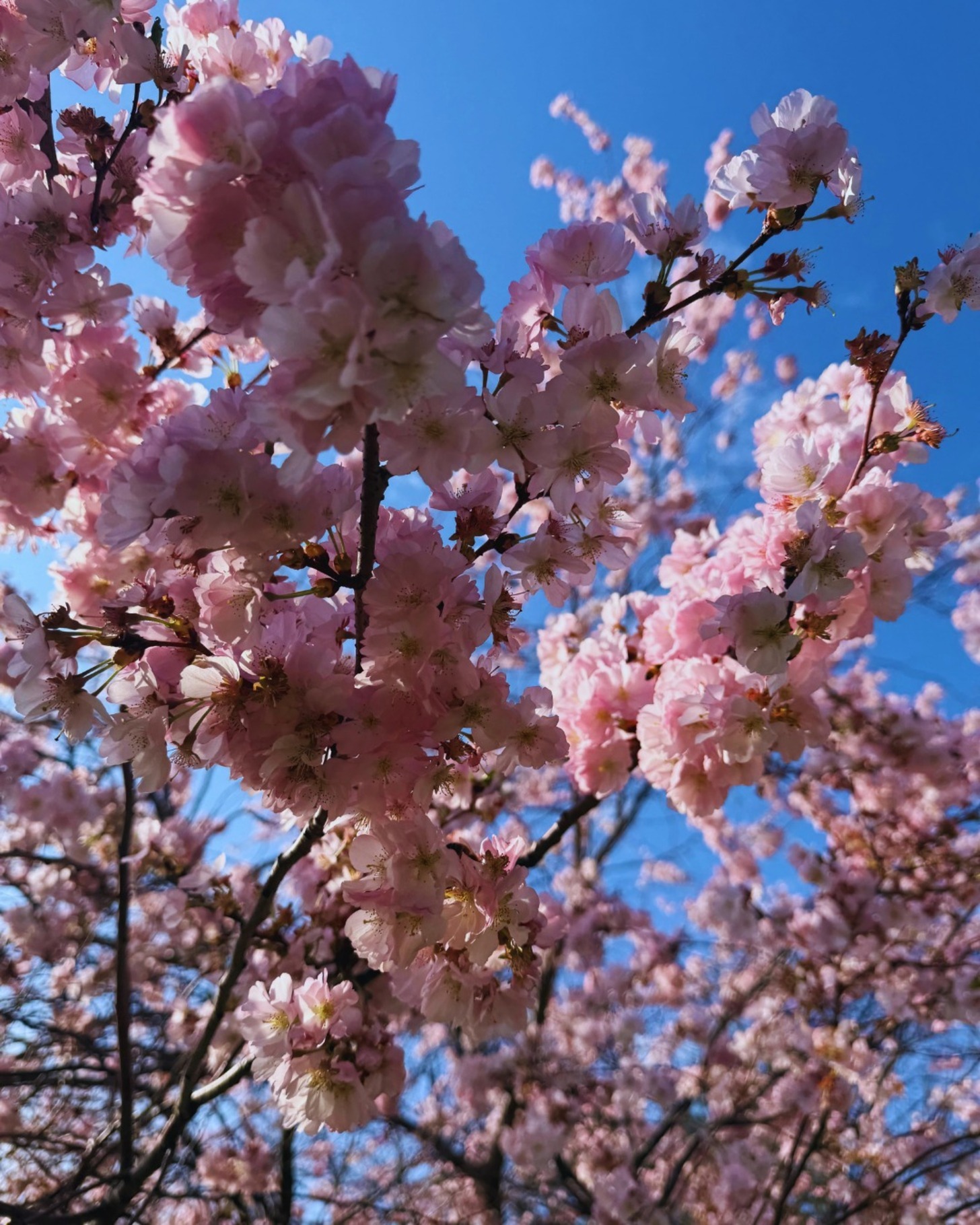 Springblooms20260403